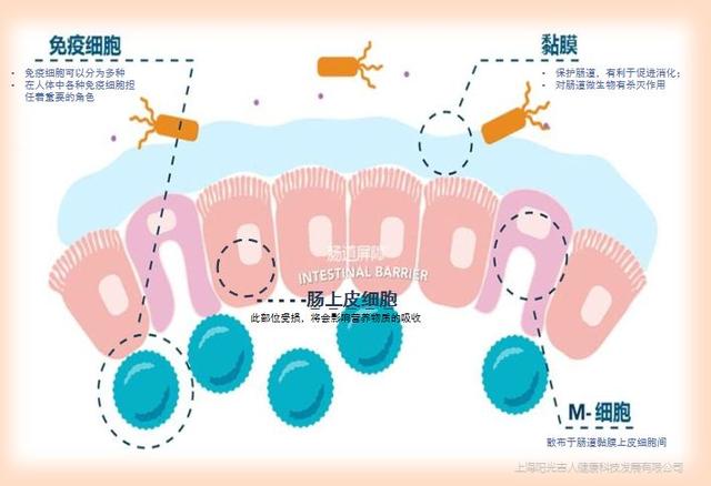 孩子头发稀少怎么办