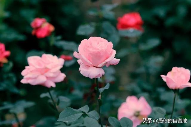 农村养什么花赚钱(农村养什么赚钱)