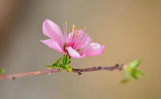 桃花什么时候开