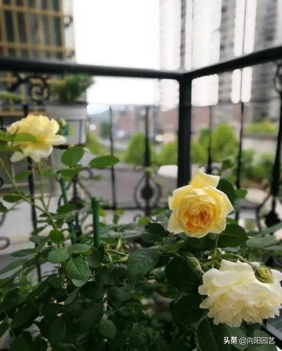 月季花的养殖方法 月季花的养殖方法（月季花的养殖方法和注意事项有哪些） 生活