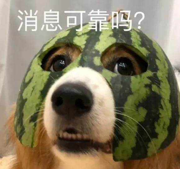 养狗知识