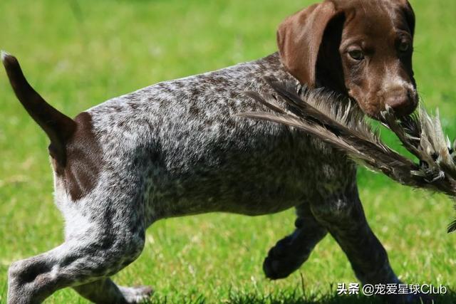 温顺的短毛大型犬图片