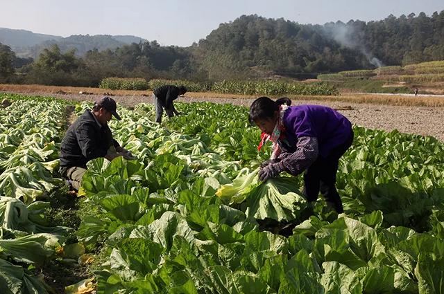 因一包酸菜，导致康师傅、统一流失数亿市值，严钦武到底什么来头