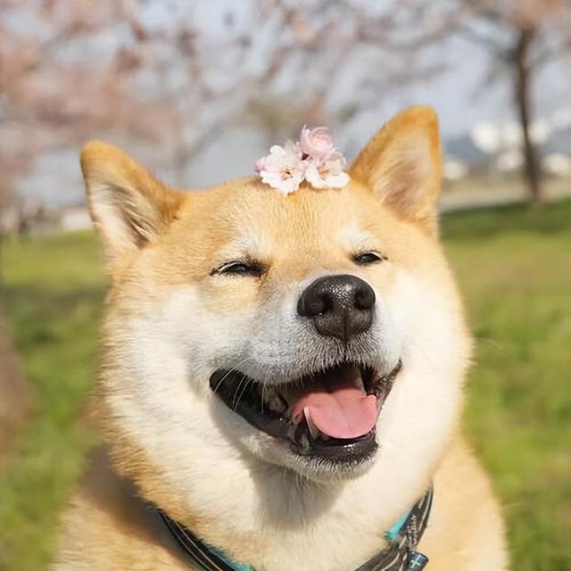 单看吃的食物,一只大型犬一个月就要吃1k,其他开销就更不用说了.