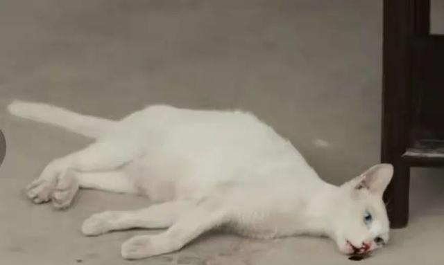 为拍假剧杀真猫，《当家主母》于正能否证明清白？ - 太阳信息网