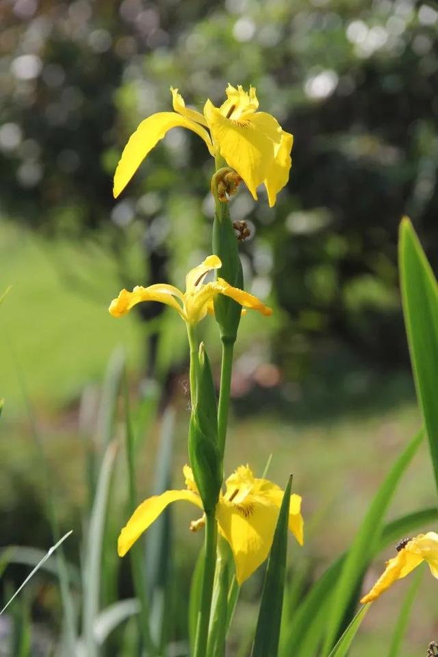 黄菖蒲 黄菖蒲（黄菖蒲属于什么类植物） 生活