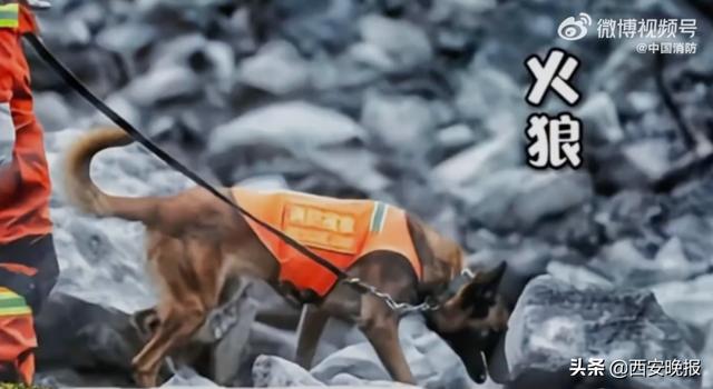再见小英雄！67只汶川地震搜救犬已全部离世