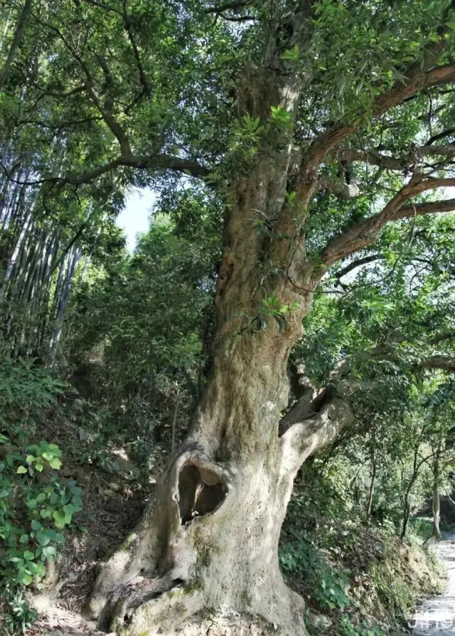 一座舊學校改造的木藝民宿，庭院玻璃湯泉、手工木作、溯溪撈魚