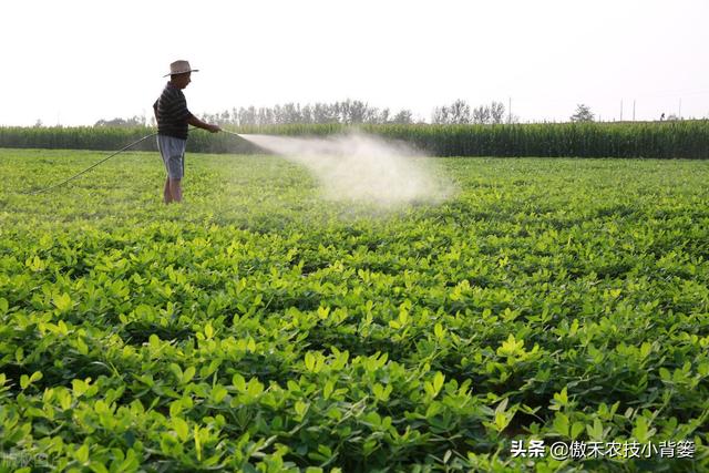 花生如何施肥才能更高产？建议农民注意这几点3