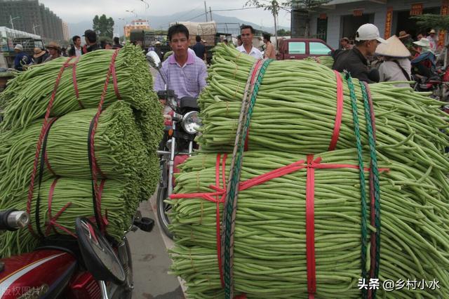 豆角喜欢什么肥料？掌握需肥规律科学施肥，豆角结荚多、产量高6