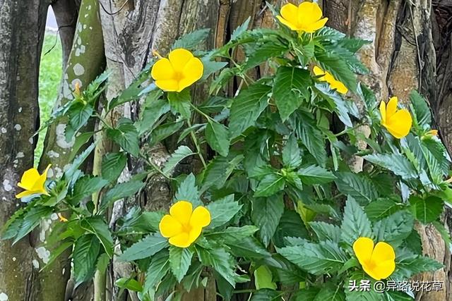 太阳花的象征意义