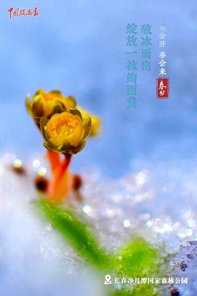 今日春分｜繁花如期盛开 春天定将到来