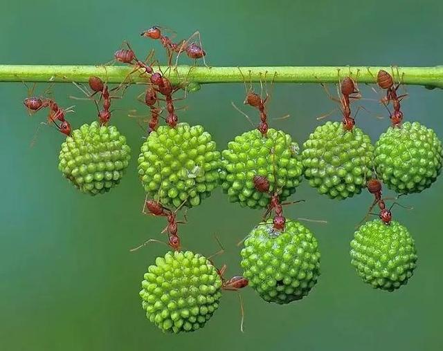 我想拥有蚂蚁的幸福 文/周延锋现代诗歌美文美图