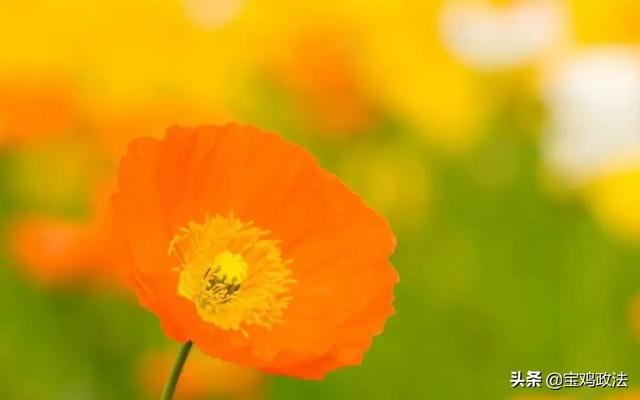 三月初三“上巳节”：一个被国人渐渐淡忘的节日
