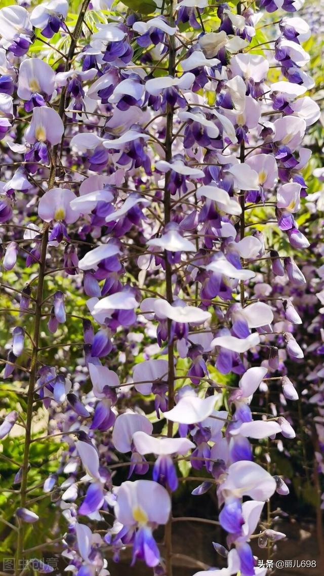 藤花前——独过静心斋