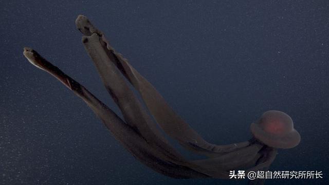 如果把地球的一生浓缩成一天，会发生什么？超出你想象的地球故事