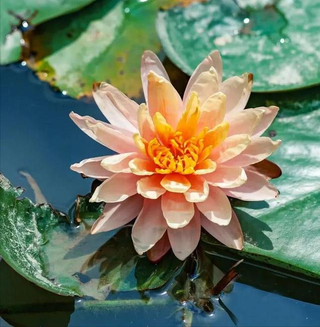 海芋花