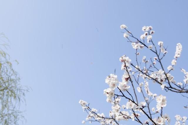 苍马山红杏枝头春意闹
