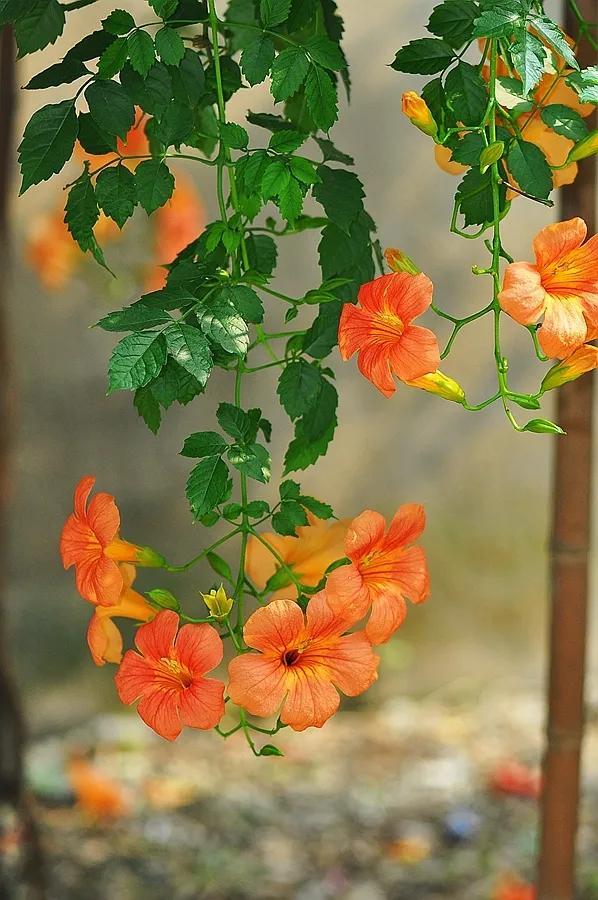 凌霄花开红艳艳
