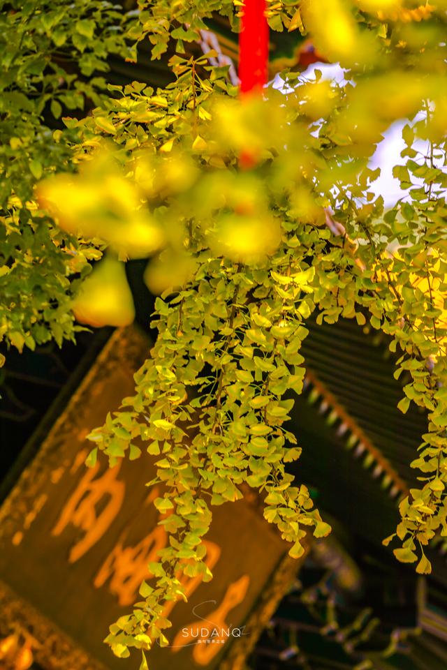 武漢寶通禅寺：在千年皇家寺院賞秋，是什麽感覺？
