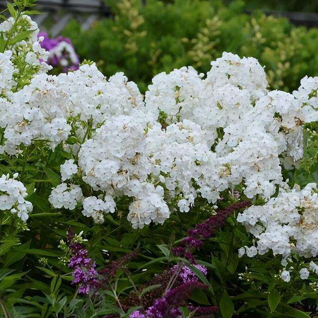 月光花是什么颜色的图片,月光花是什么颜色的图片大全