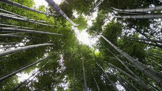 广州旅游社