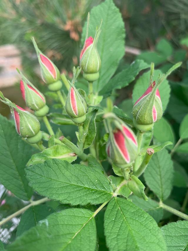 刚拍的鲜花，风华正茂，香味十足