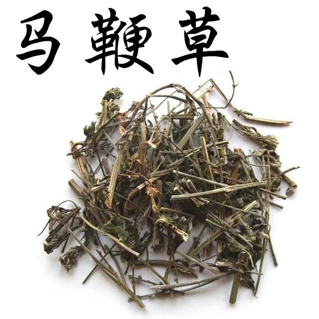 马鞭草的功效 作用图片