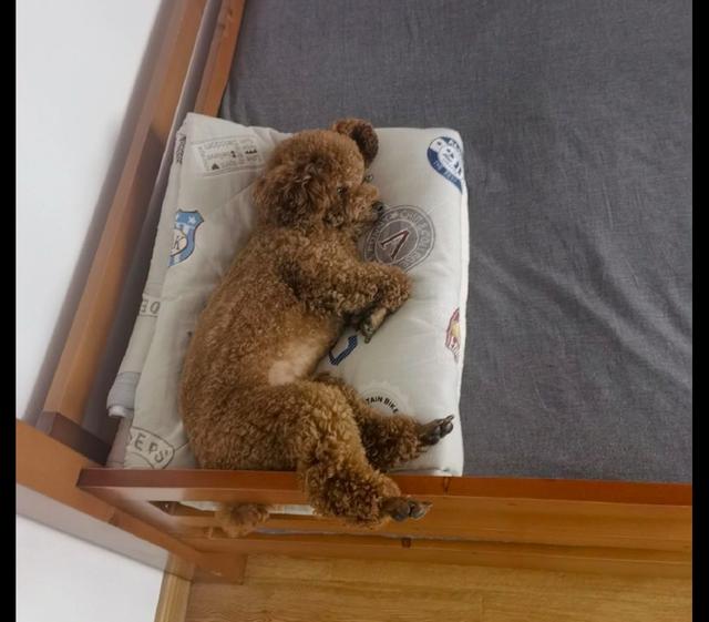 狗狗抱着被子一直拱(狗狗老是抱着我们的腿在哪拱)-艾拉养犬