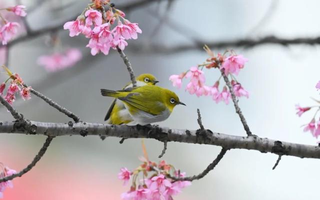 誰說春天才有花看？這份中國冬日賞花指南請查收