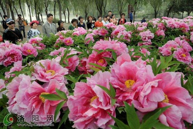 你可以选择开花的方式