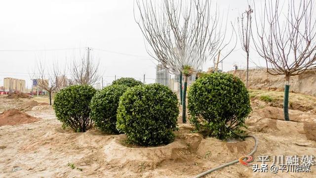 平川区：“国储林+绿色通道”厚植生态底色 扮靓城乡街景