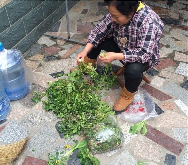 郑州野菜采摘地图出炉！香椿、荠荠菜...挖野菜全攻略，还不赶紧收藏