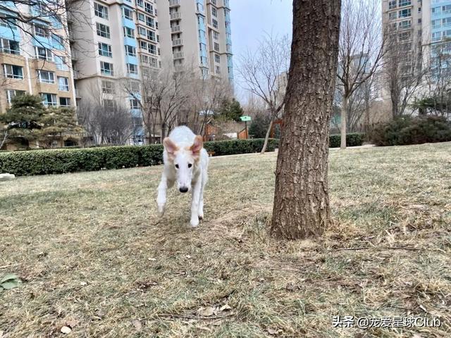 苏俄猎狼犬