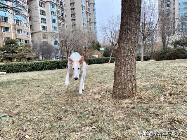 苏俄猎狼犬 苏俄猎狼犬（苏俄猎狼犬猎杀狼视频） 动物