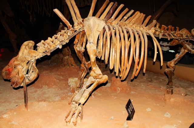石油是古生物形成的？一个油田上亿吨石油，有那么多古代生物吗？