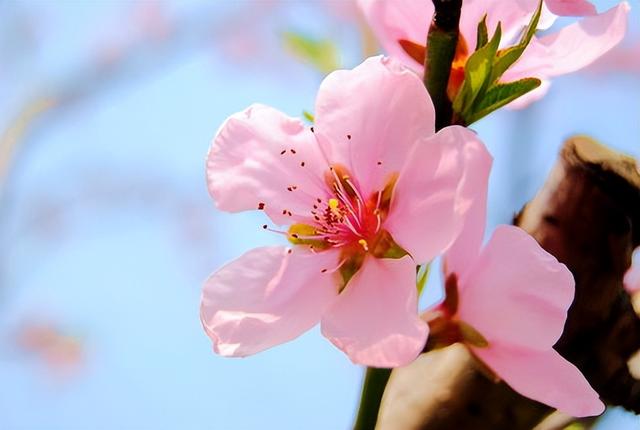 1月开什么花