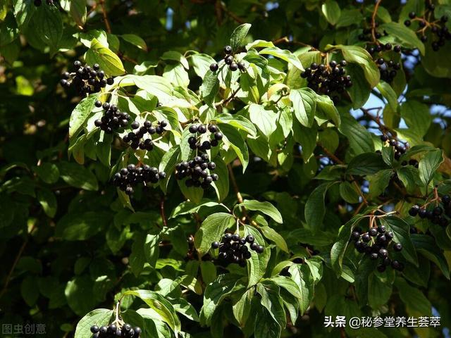 山茱萸怎么吃效果最好