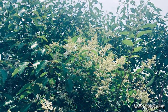 你听，层层叠叠的香樟林间，黄鹂鸟在歌唱