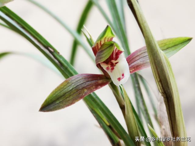 用这3种水浇兰花，真的会苗壮花多吗？11