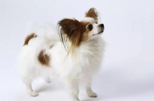 蝴蝶犬价格
