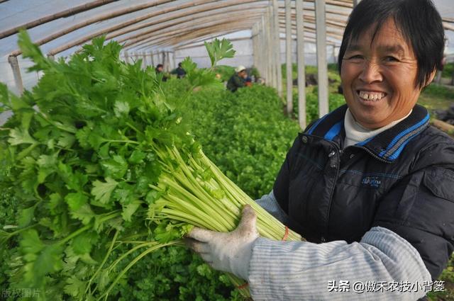 芹菜黑心腐烂倒伏？主要是因为缺乏两种元素或发生两种病害4