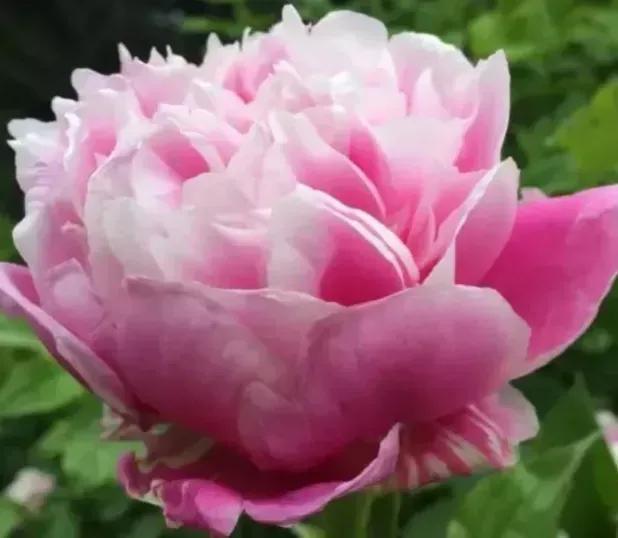 牡丹、芍药大比拼，到底谁最美