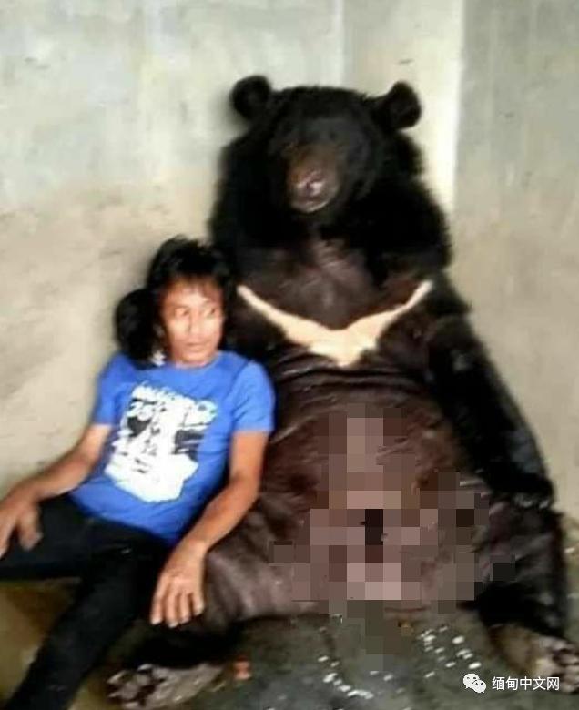 突发！缅甸著名网红“养熊人”被熊咬死，爱犬救主心切也命丧熊口
