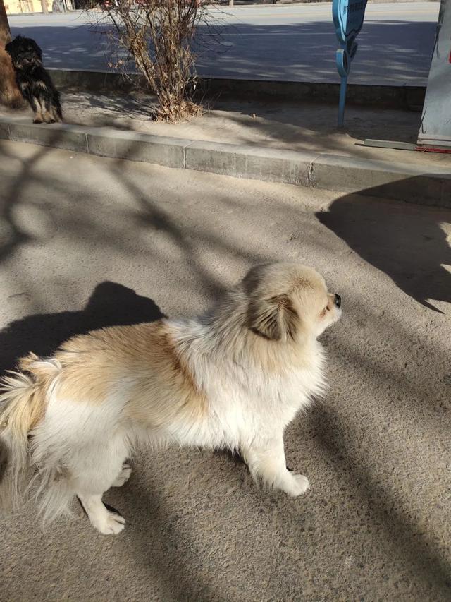 這只小狗在敦煌，等了你整整兩年