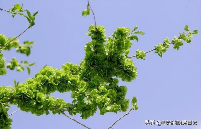 每到4月份,我喜欢的事情就是上房顶,因为我们家的那棵榆树上的榆钱