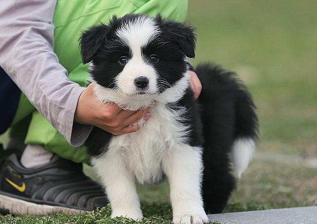 边境牧羊犬多钱