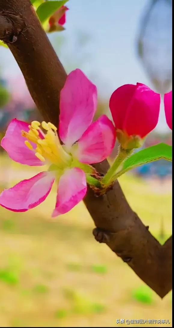 春花烂漫，竞相绽放，鸟语花香