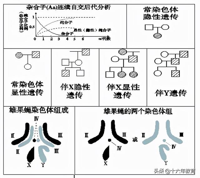 萨顿假说