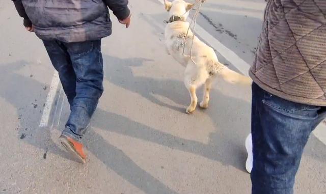 拉布拉多犬多钱
